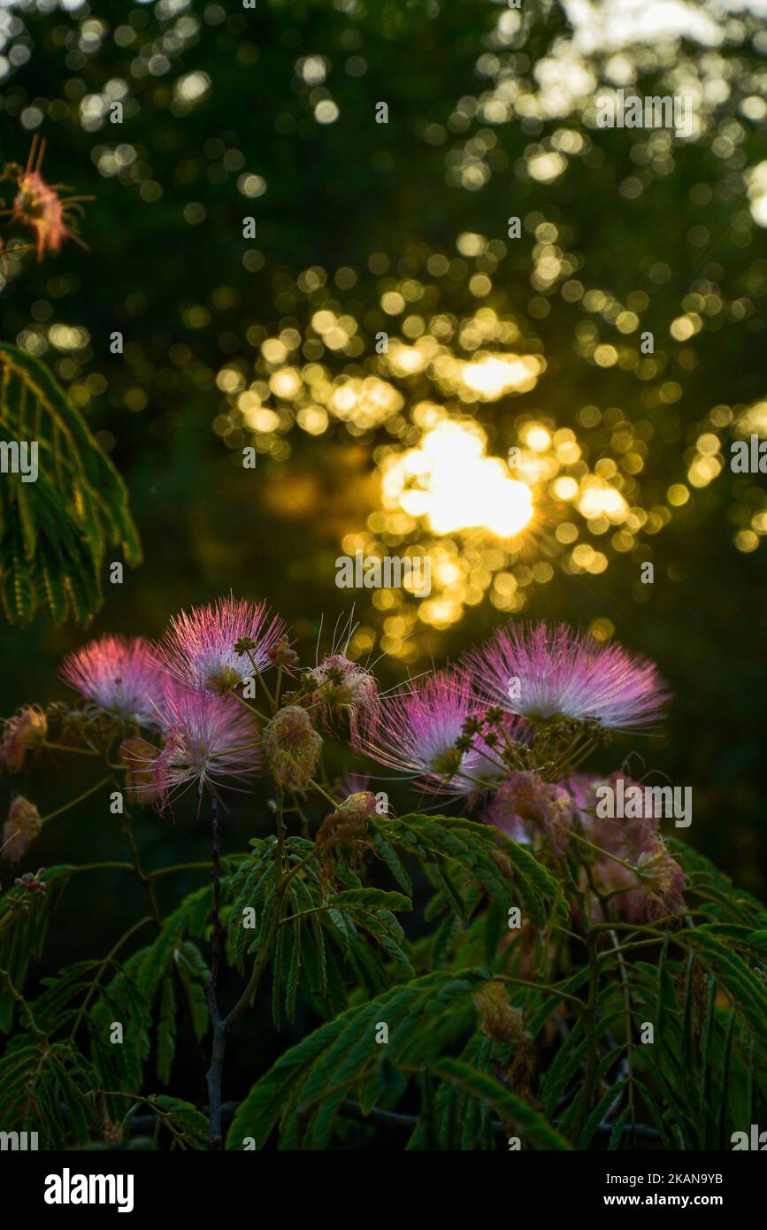 The beautiful Persian silk tree flowers with the sunlight in the background Stock Photo