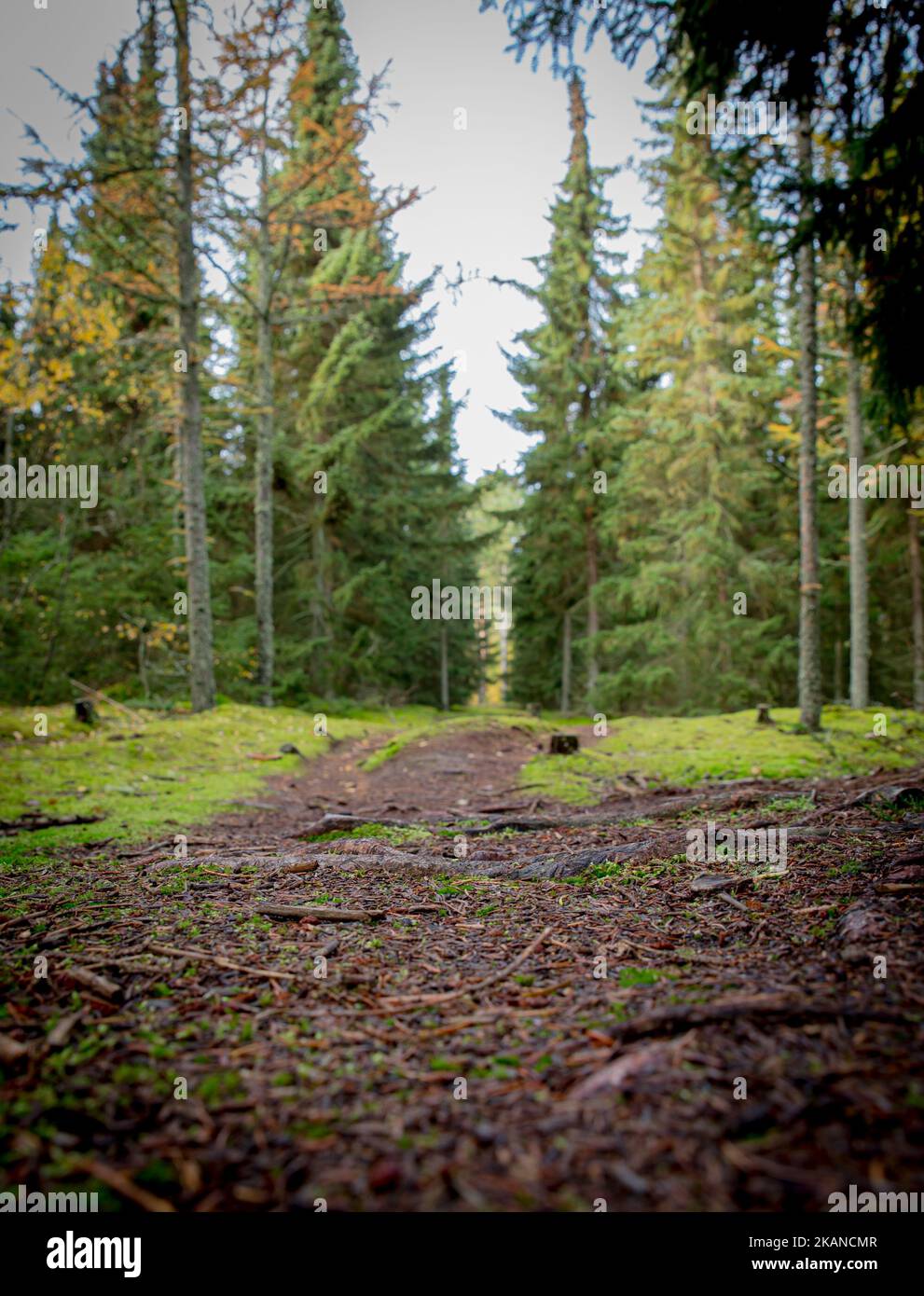 A vertical shot of pine trees in a forest in the daytime Stock Photo ...