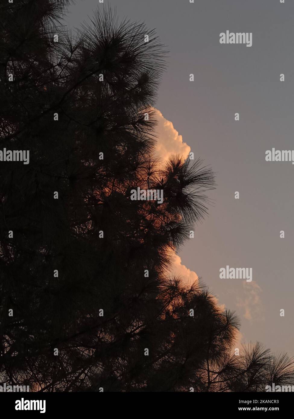 A silhouette of Pinecone tree against sunset sky Stock Photo - Alamy