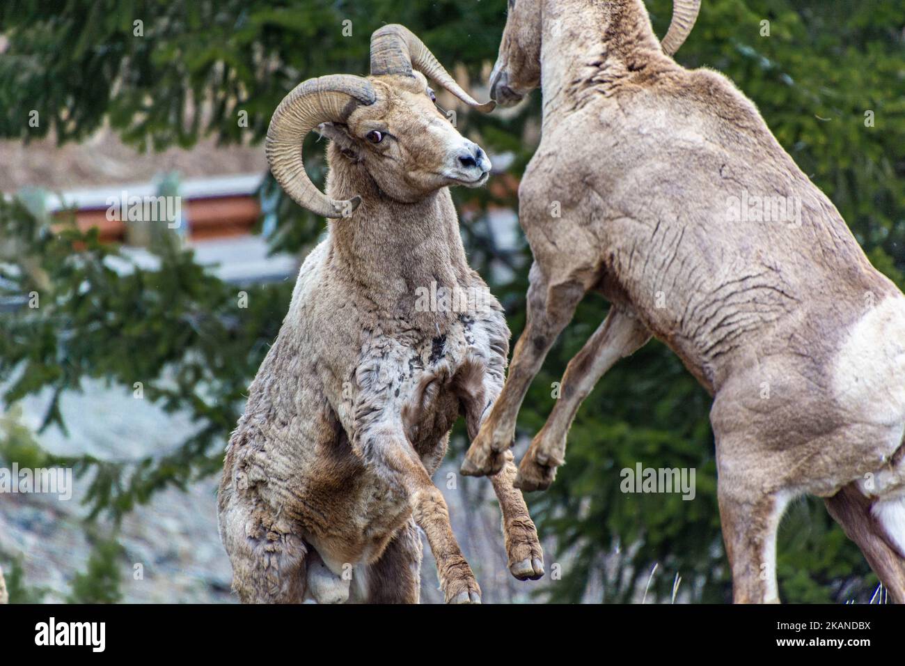 Two goats fighting hi-res stock photography and images - Alamy