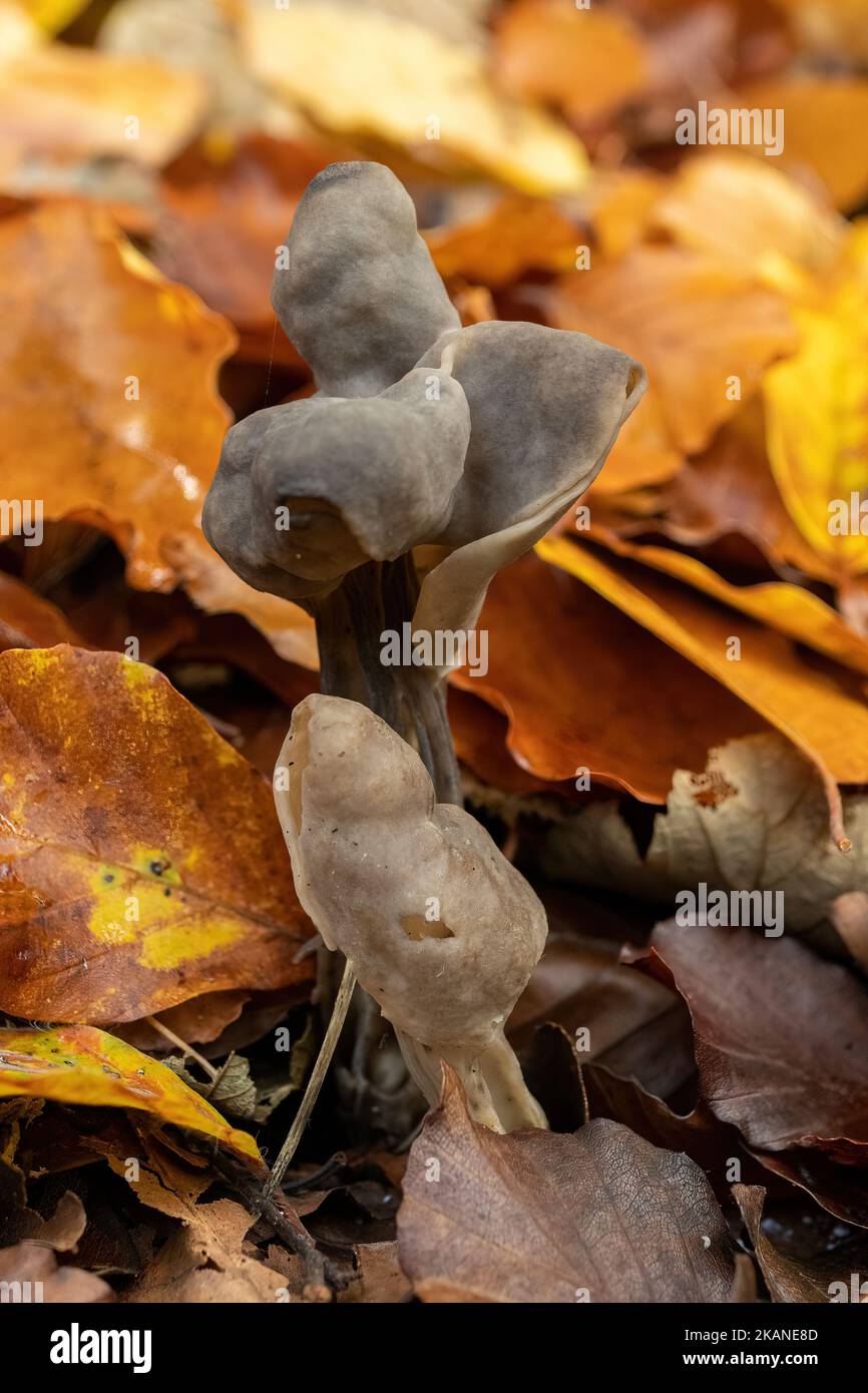 Helvella lacunosa, Elfin's saddle fungus fungi, growing among autumn leaves on woodland floor during October, England, UK Stock Photo
