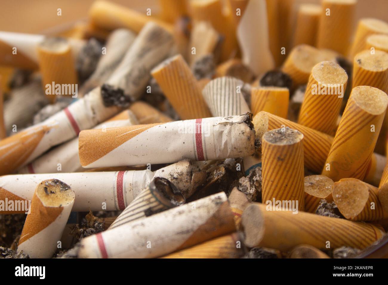 are cigarette filters bad for dogs