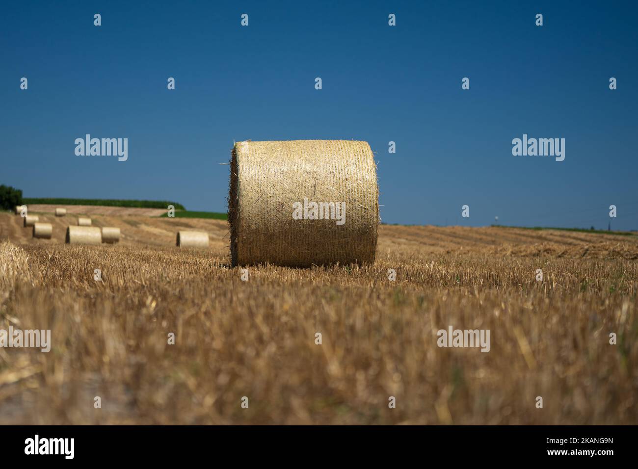 Large round Straw bales in a stubble Swiss field under blue sky in ...