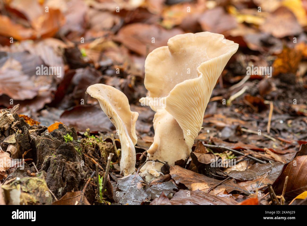 Hohenbuehelia petaloides fungus belonging to the family Pleurotaceae, an unusual fan-shaped toadstool that traps nematodes, UK Stock Photo