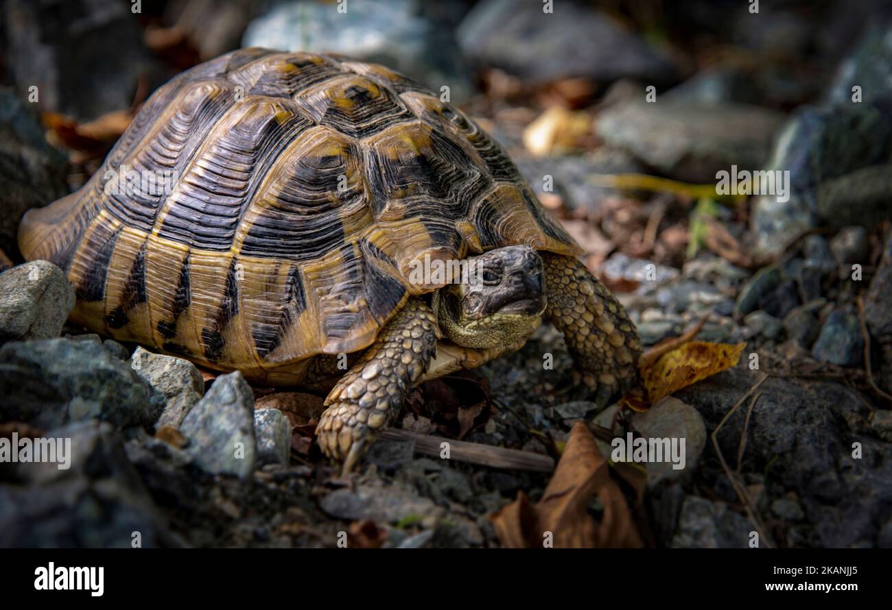 A selective focus shot of a Turtle on the rocks in a forest Stock Photo ...