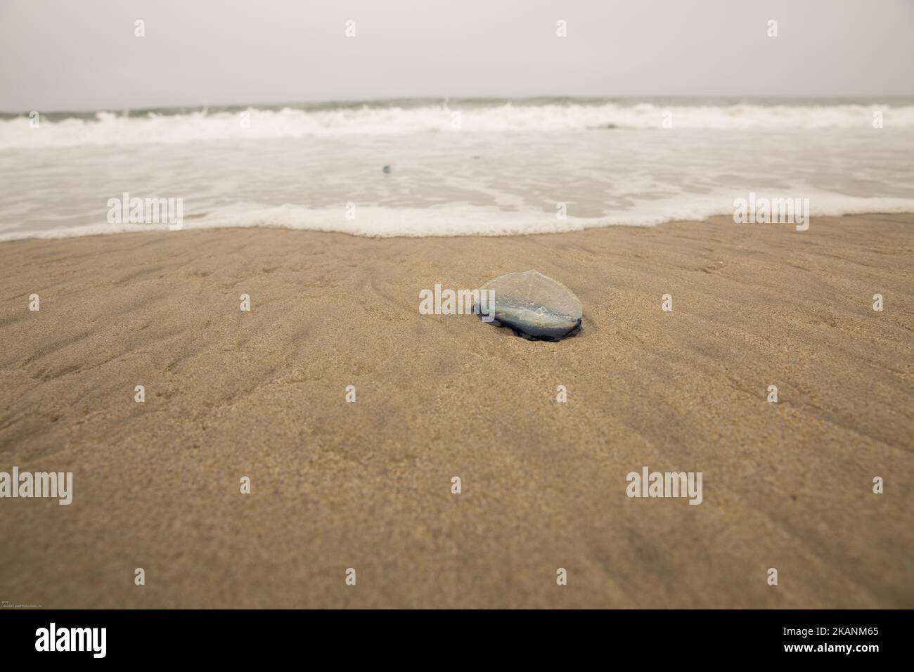 A closeup of a nomad jellyfish (Rhopilema nomadica) washed ashore by the sea waves. Jellyfish season concept Stock Photo