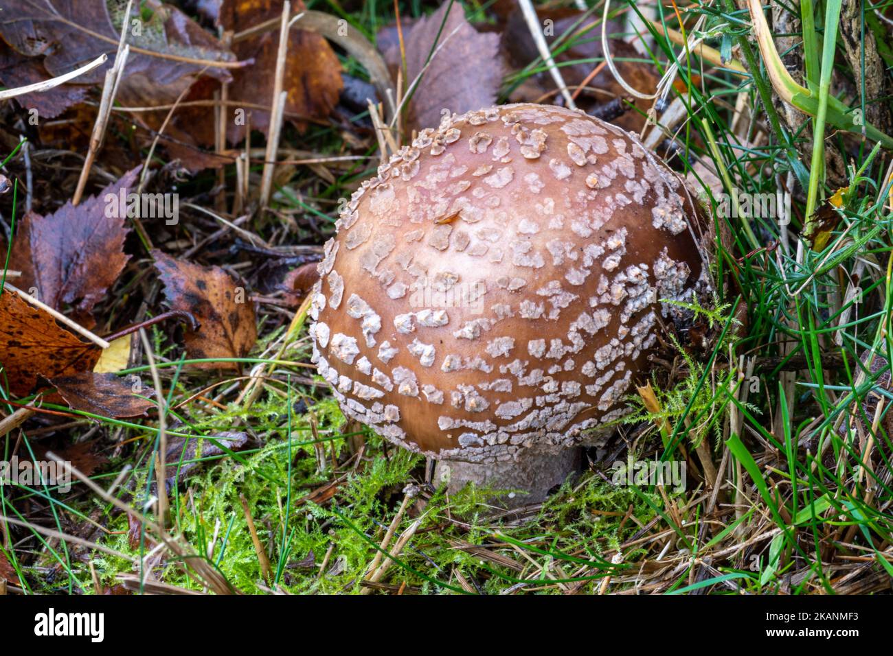 Amanita rubescens, the Blusher mushroom, a toadstool or fungus with white spots growing on heathland during autumn, England, UK Stock Photo