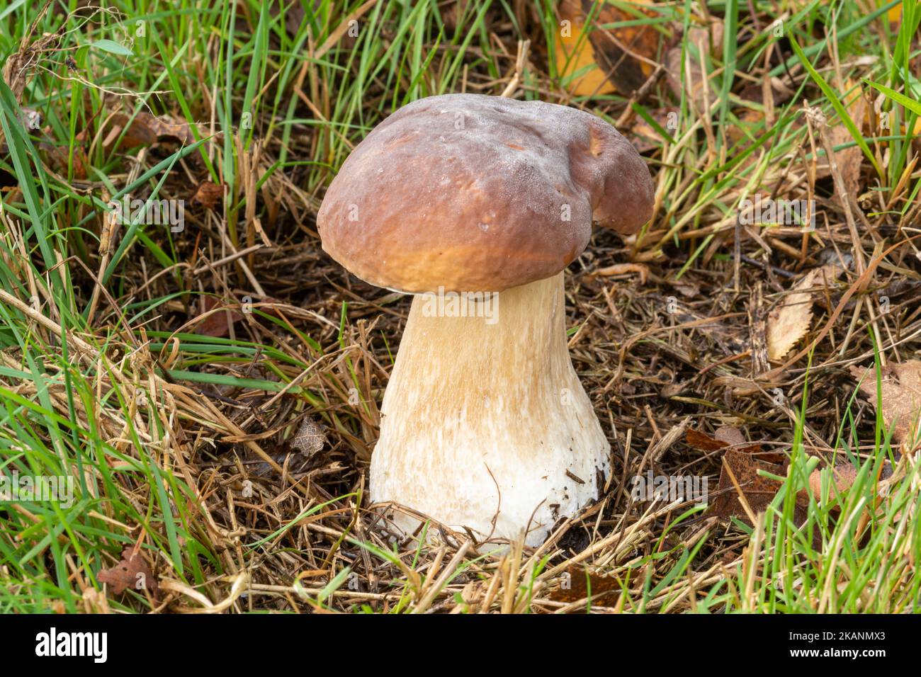Boletus edulis fungus toadstool, an edible mushroom with common names cep, penny bun, porcini, porcino, in grassland, England, UK, during autumn Stock Photo