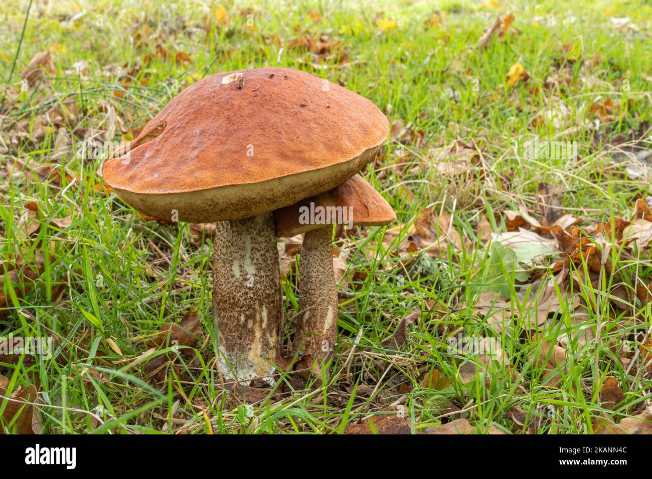 Leccinum aurantiacum, Orange Oak Bolete fungi fungis toadstools mushrooms growing in grass under an oak tree during autumn, Surrey, England, UK Stock Photo