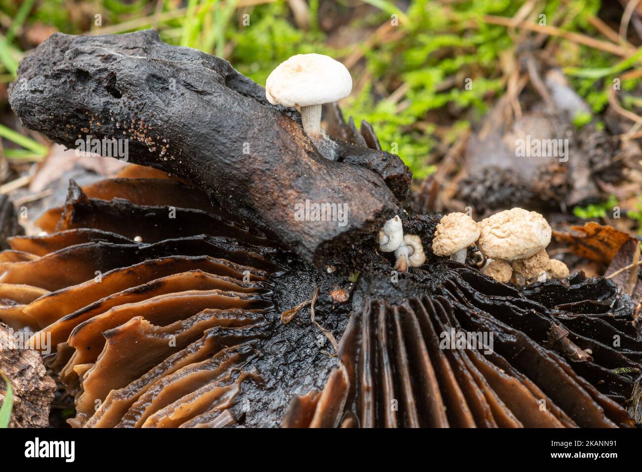 Powdery piggyback fungi or toadstools (Asterophora lycoperdoides) growing on a blackened decaying mushroom during late autumn, Surrey, UK Stock Photo