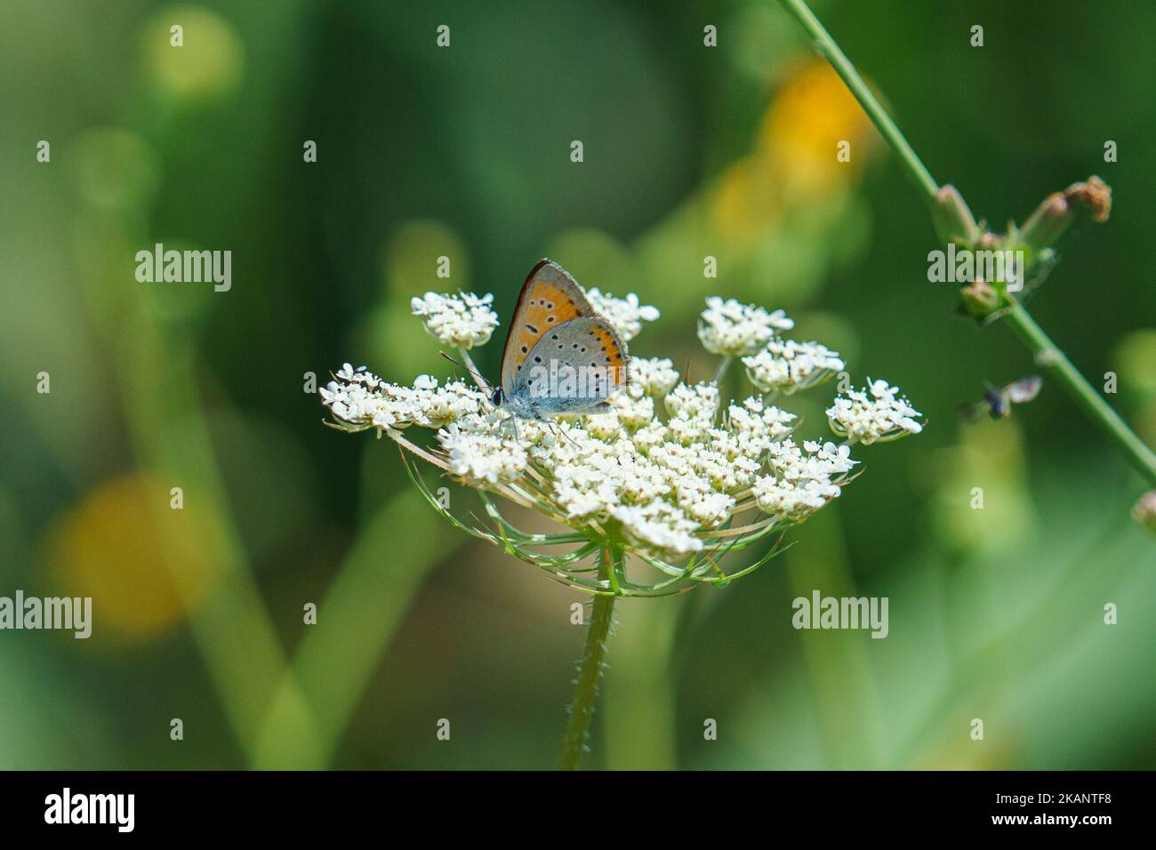 A beautiful large copper butterfly (Lycaena dispar) resting on a flower on the blurred background Stock Photo