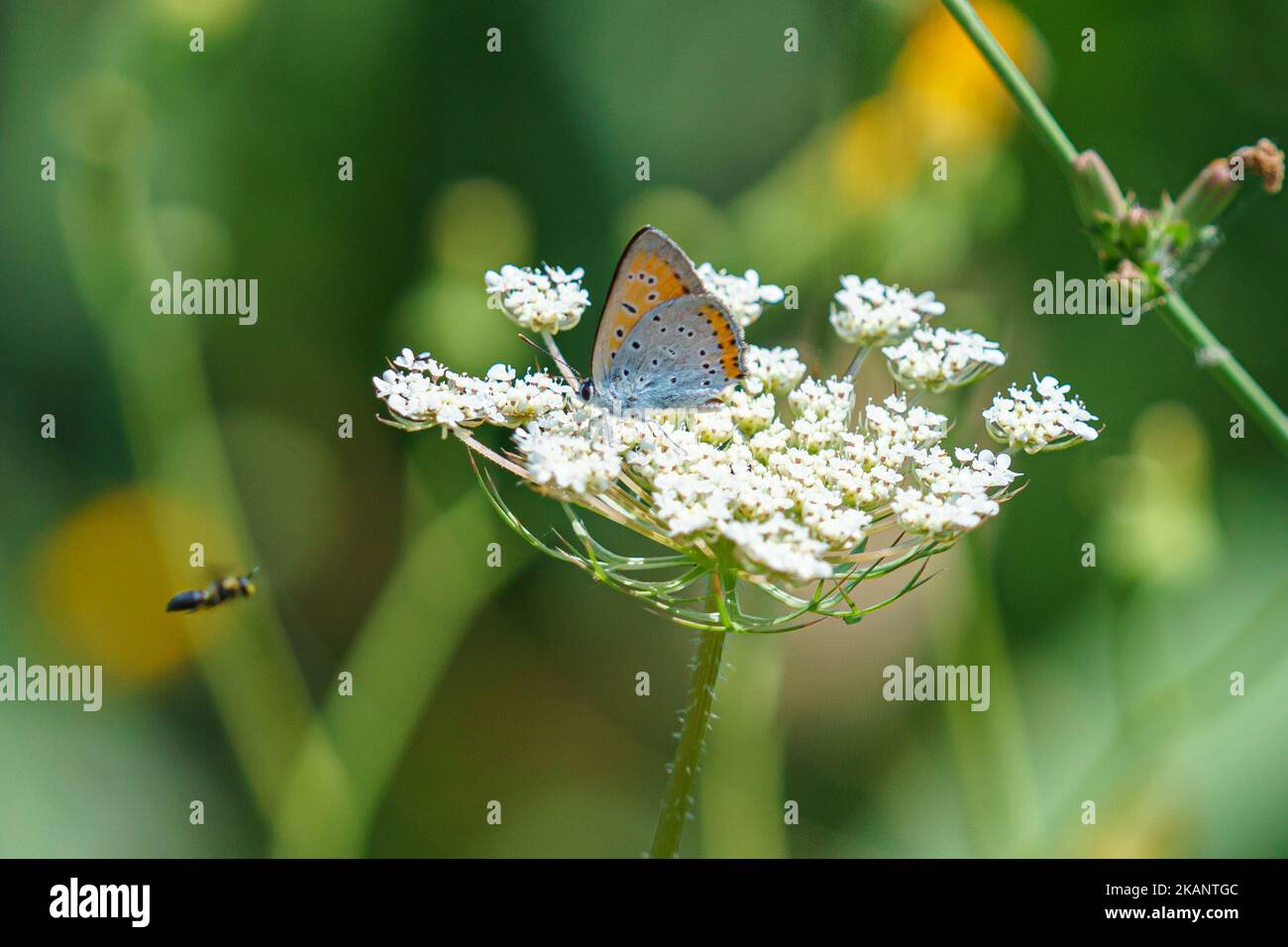 A beautiful large copper butterfly (Lycaena dispar) resting on a flower with a flying fly on the blurred background Stock Photo