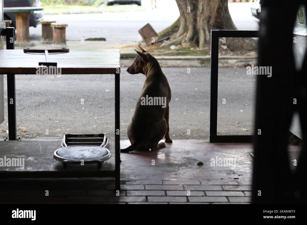 A cute dog sitting on the edge of the pavement Stock Photo - Alamy