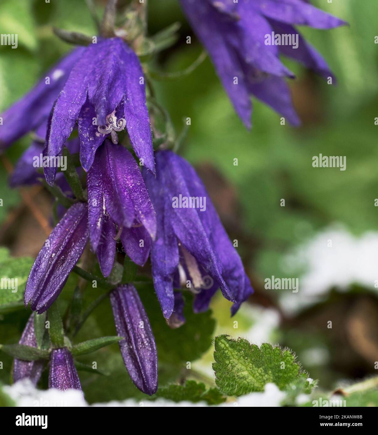 A selective focus shot of blue dwarf bellflowers surrounded by green leaves covered in light snow Stock Photo