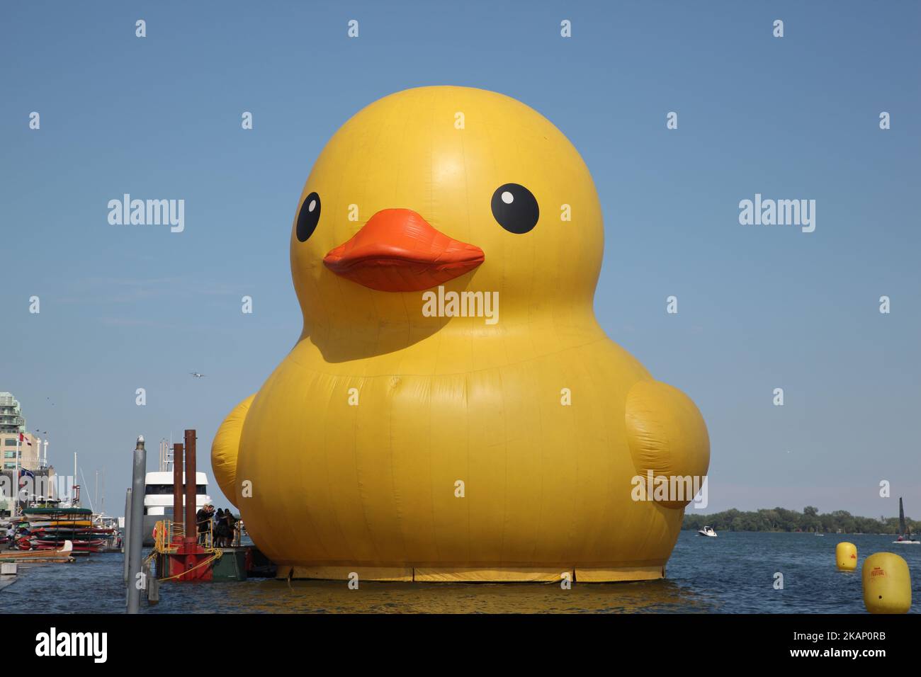 The world's largest rubber duck arrived in Toronto, Ontario, Canada, on June 30, 2017, in preparation for the upcoming celebrations for the 150th birthday of Canada. The 13,600-kg inflatable duck was created by Dutch artist Florentijn Hofman and is more than 27 meters in length and nearly six storeys tall. The giant rubber duck will tour through Ontario as part of the Redpath Waterfront Festival. The 150th anniversary of Canada (the 150th anniversary of Confederation) will take place on July 1, 2017, with many celebrations planned across the country. (Photo by Creative Touch Imaging Ltd./NurPh Stock Photo
