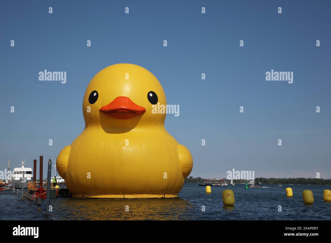 The world's largest rubber duck arrived in Toronto, Ontario, Canada, on