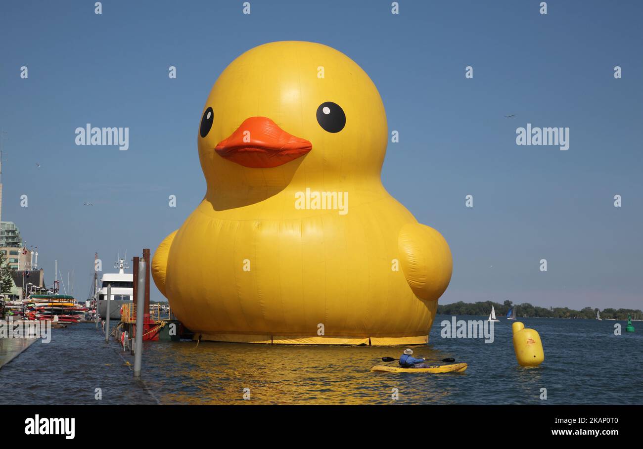 The world's largest rubber duck arrived in Toronto, Ontario, Canada, on June 30, 2017, in preparation for the upcoming celebrations for the 150th birthday of Canada. The 13,600-kg inflatable duck was created by Dutch artist Florentijn Hofman and is more than 27 meters in length and nearly six storeys tall. The giant rubber duck will tour through Ontario as part of the Redpath Waterfront Festival. The 150th anniversary of Canada (the 150th anniversary of Confederation) will take place on July 1, 2017, with many celebrations planned across the country. (Photo by Creative Touch Imaging Ltd./NurPh Stock Photo