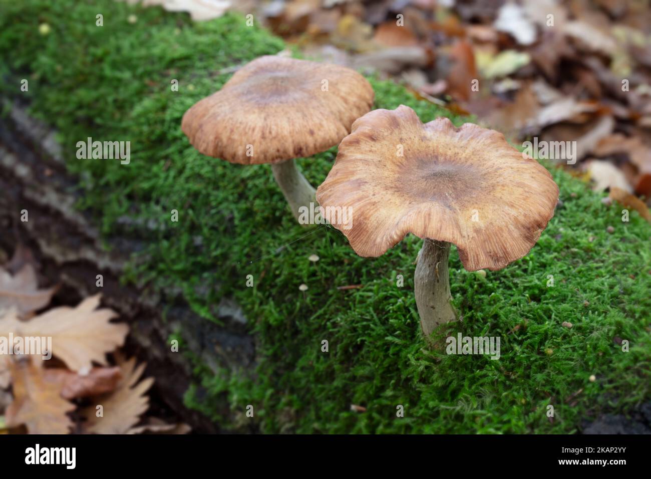 Mushrooms in the woods in autumn Stock Photo