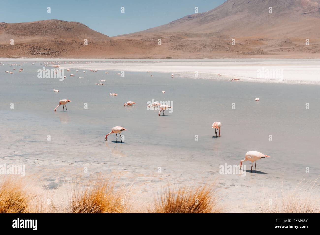 The pink flamingos in one of the lagoons at the Salar de Uyuni, Bolivia ...