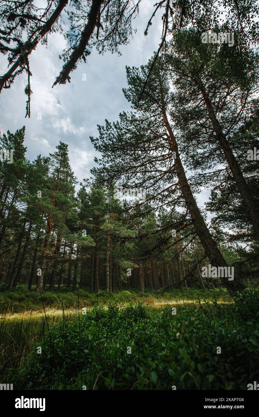 A beautiful green forest, in a vertical shot Stock Photo - Alamy