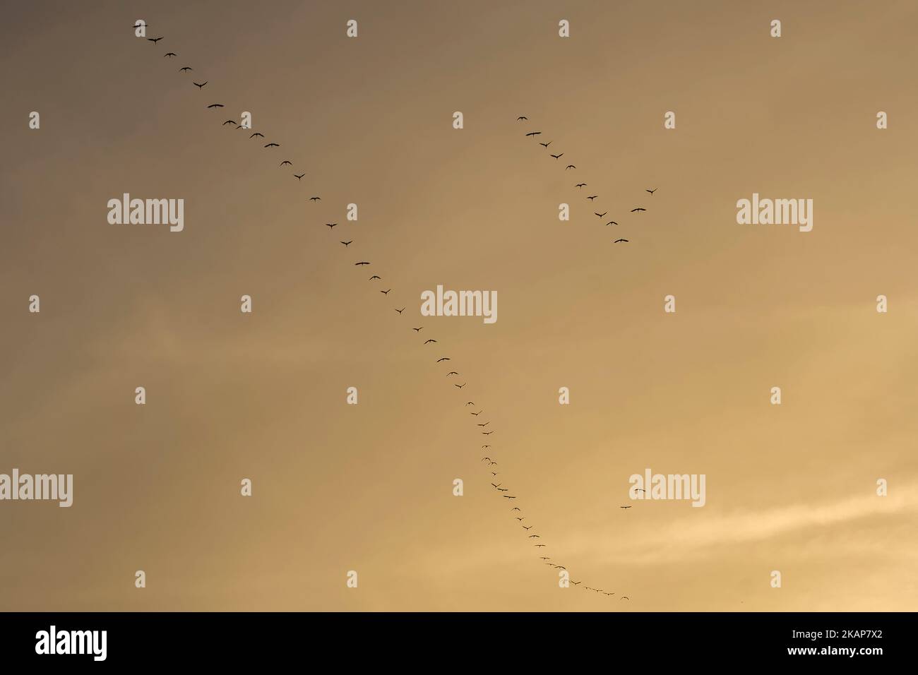 Group of birds (cranes) moves south from Germany Stock Photo