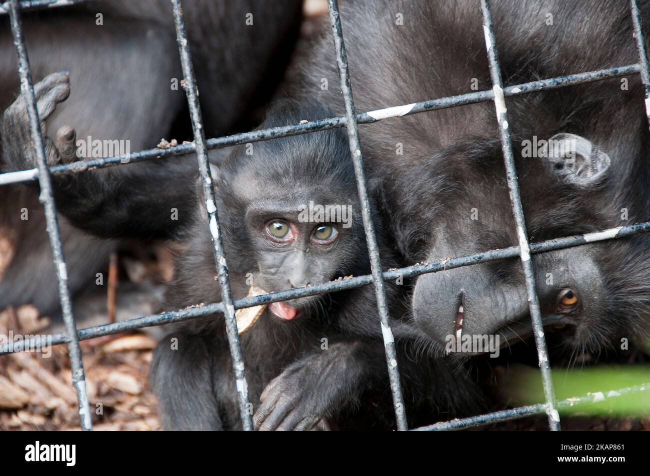 Celebes crested macaque Stock Photo