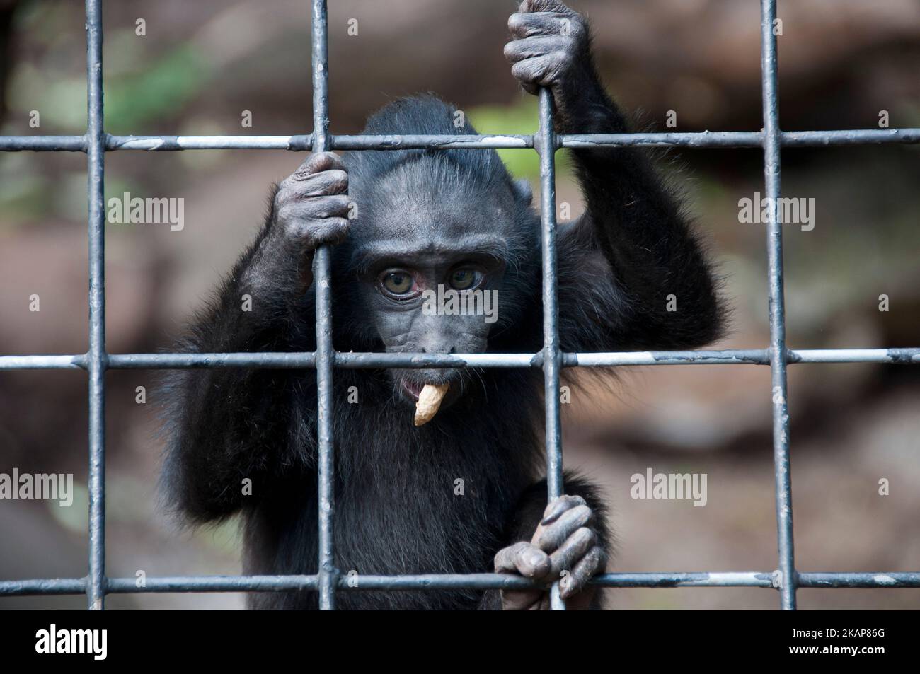 Celebes crested macaque Stock Photo