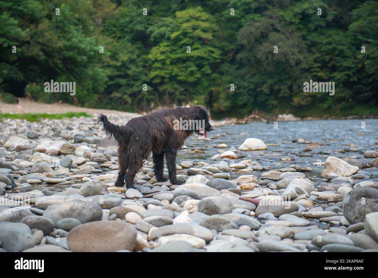 A Newfoundland dog stands on a rocky riverbank Stock Photo