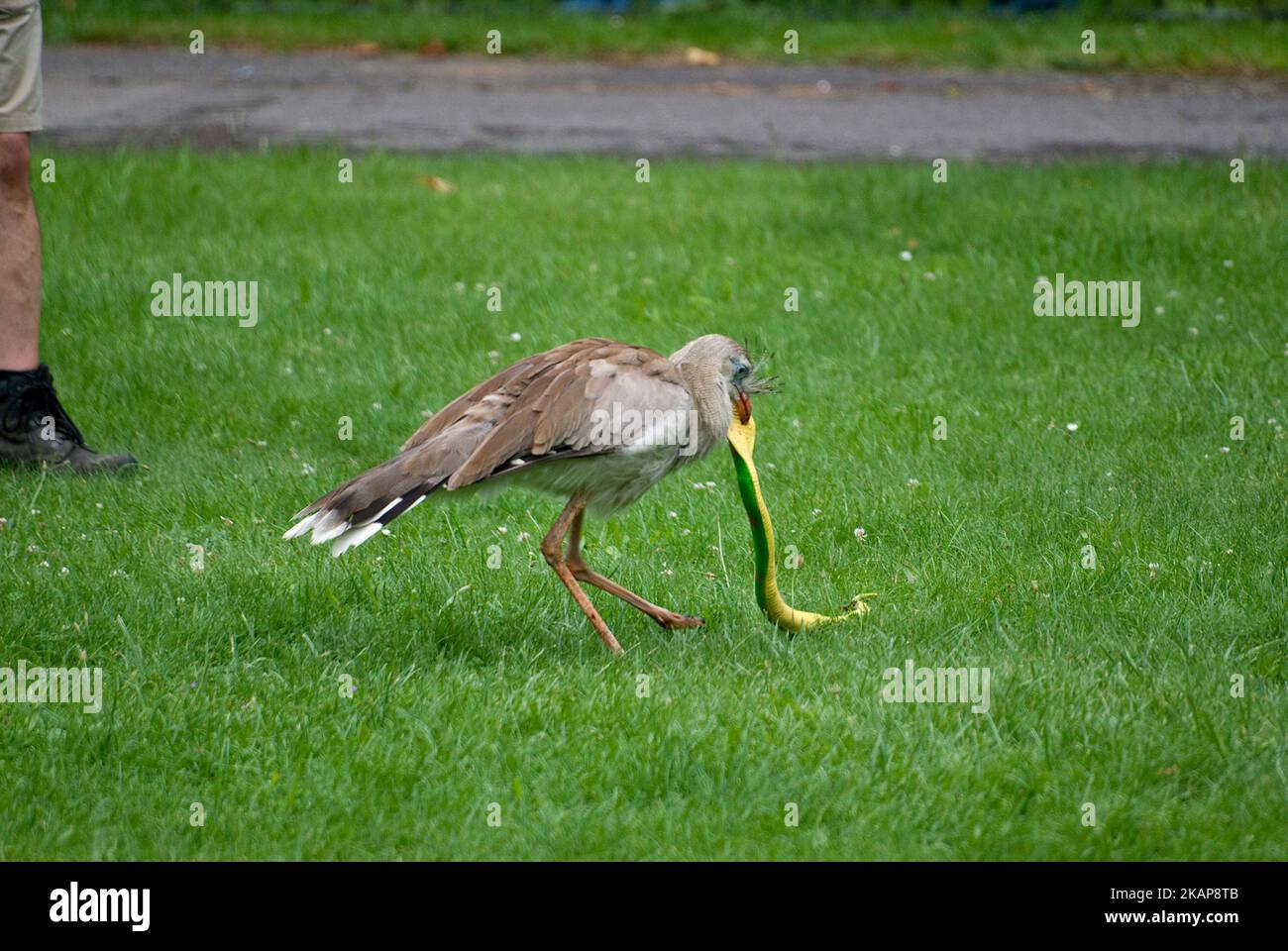 Redlegged seriema killing a rubber snake Stock Photo Alamy