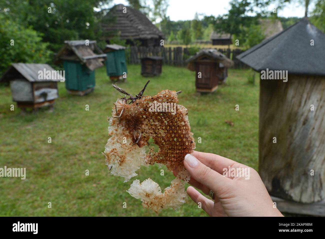 A view of a haney comb and wooden bee haves, inside the Folk Culture Open-Air Museum in Kolbuszowa. On Sunday, July 16, 2017, in Kolbuszowa, Poland., 2017, in Kolbuszowa, Poland. (Photo by Artur Widak/NurPhoto) *** Please Use Credit from Credit Field *** Stock Photo