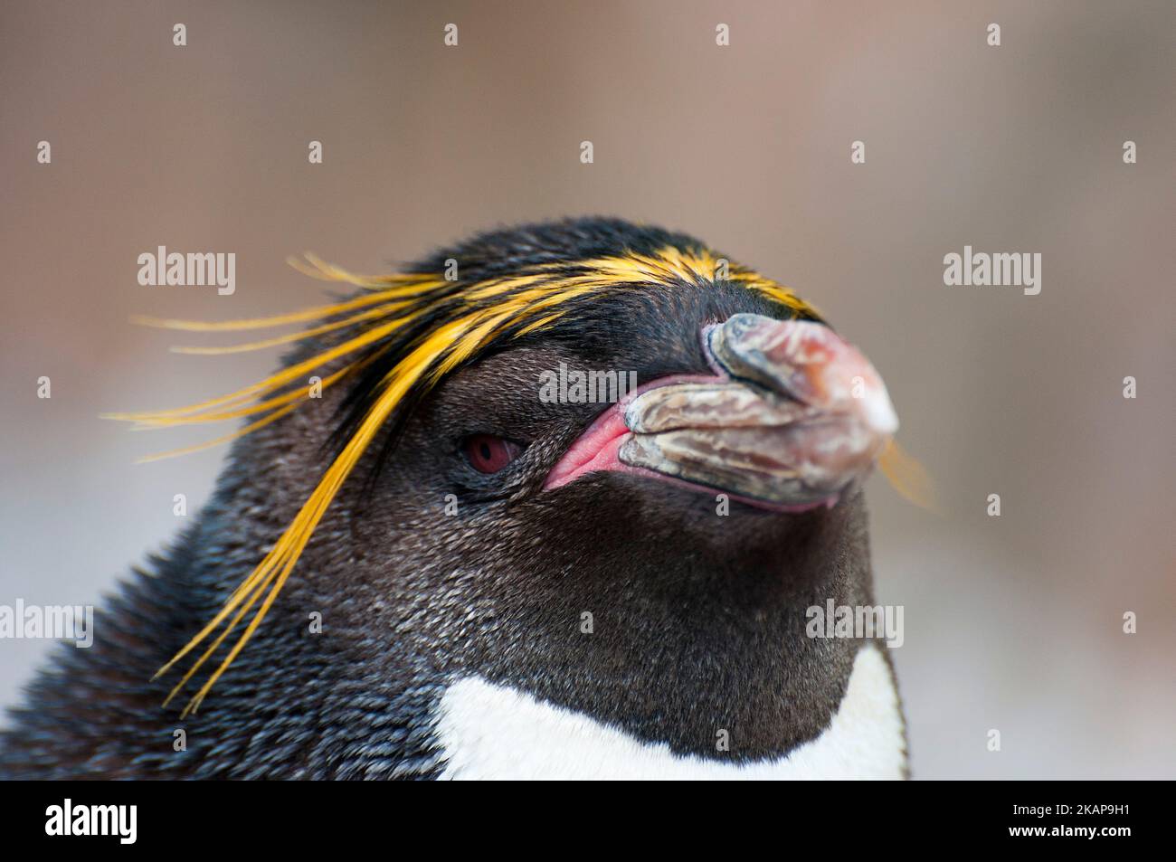 Rockhopper penguin Stock Photo