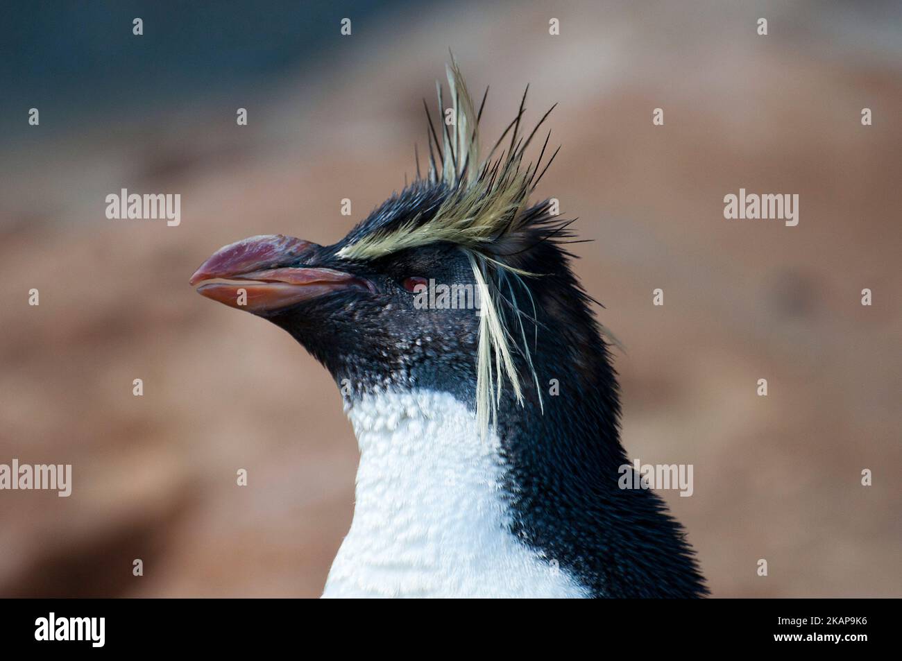 Rockhopper penguin Stock Photo