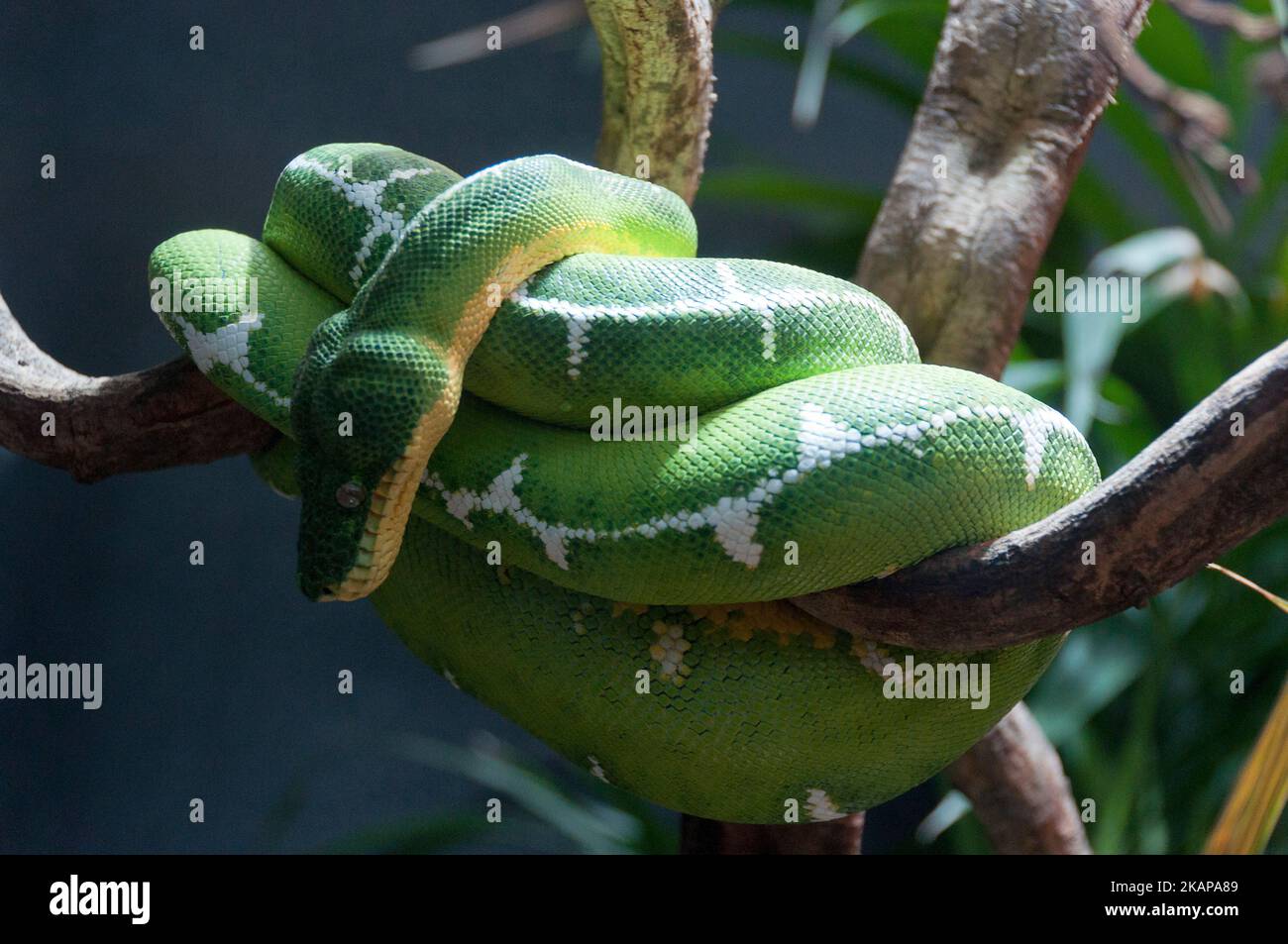 Emerald tree boa Stock Photo Alamy