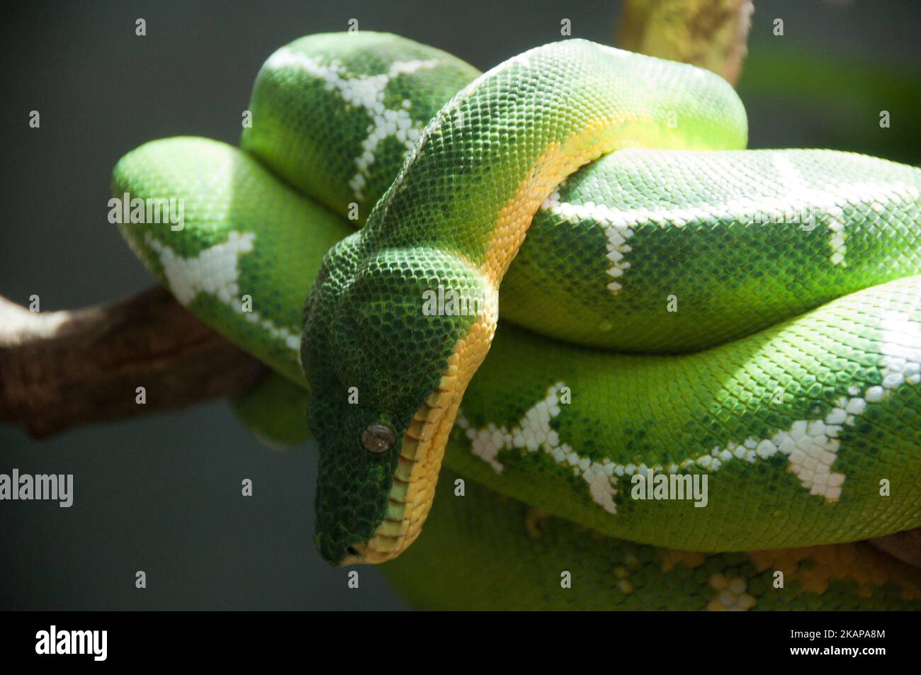 Emerald tree boa Stock Photo - Alamy