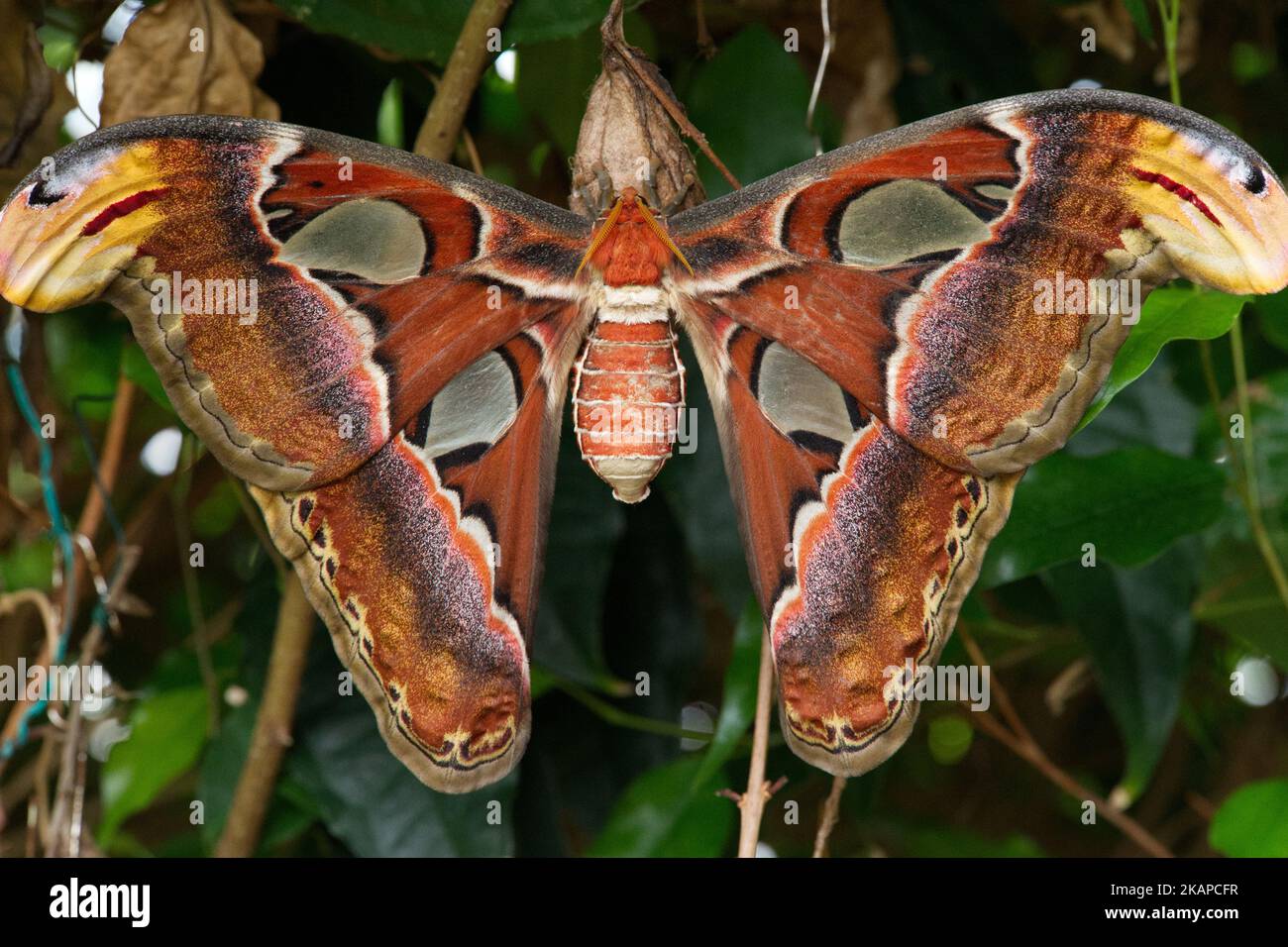 Hercules moth hires stock photography and images Alamy