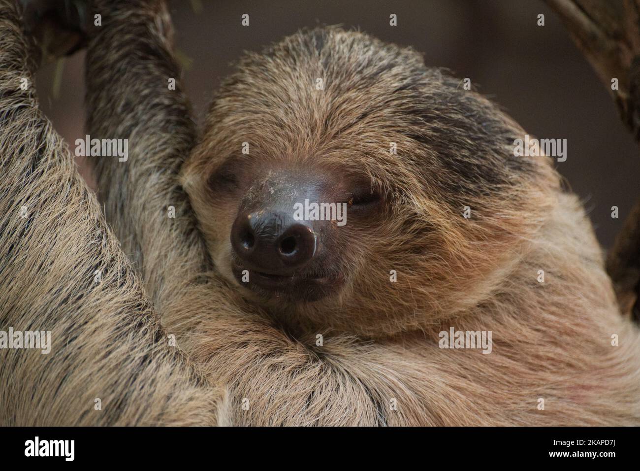 Linnaeus's two-toed sloth Stock Photo