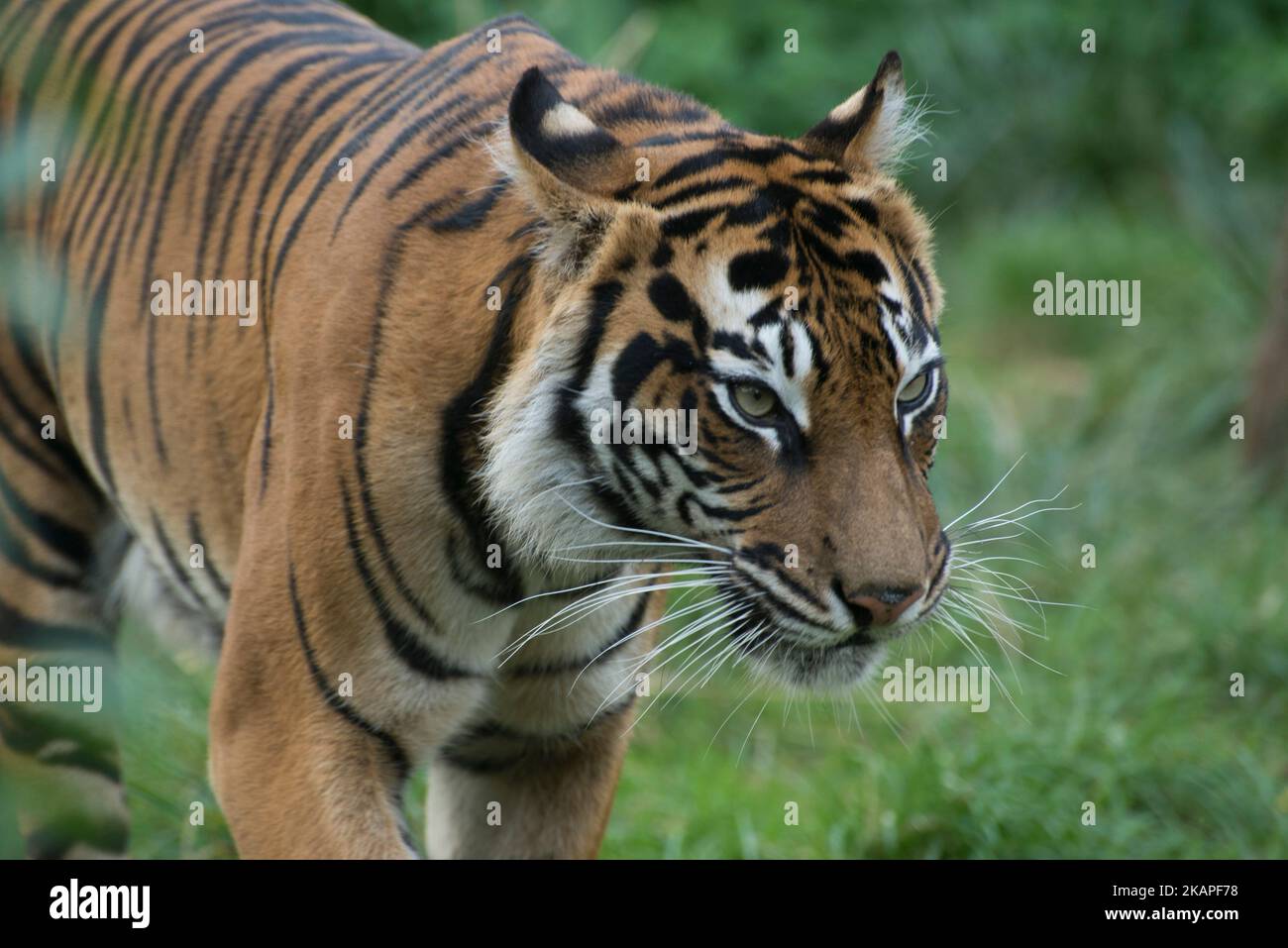 Sumatran Tiger Stock Photo