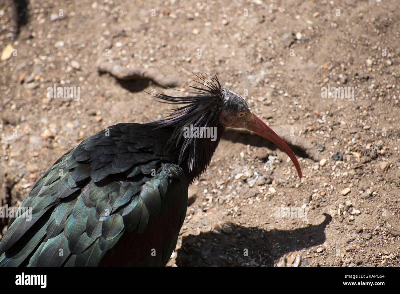 Northern bald ibis Stock Photo - Alamy