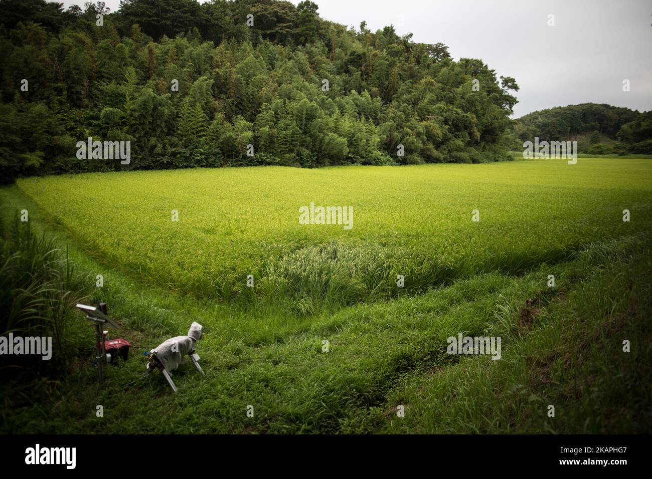 A robot named 'Super Monster Wolf' a solar powered robot designed to scare away wild animals from farmer’s crops is seen in the rice field in Kisarazu, southwestern Chiba Prefecture, Japan on August 10, 2017. (Photo by Richard Atrero de Guzman/NUR Photo) *** Please Use Credit from Credit Field *** Stock Photo