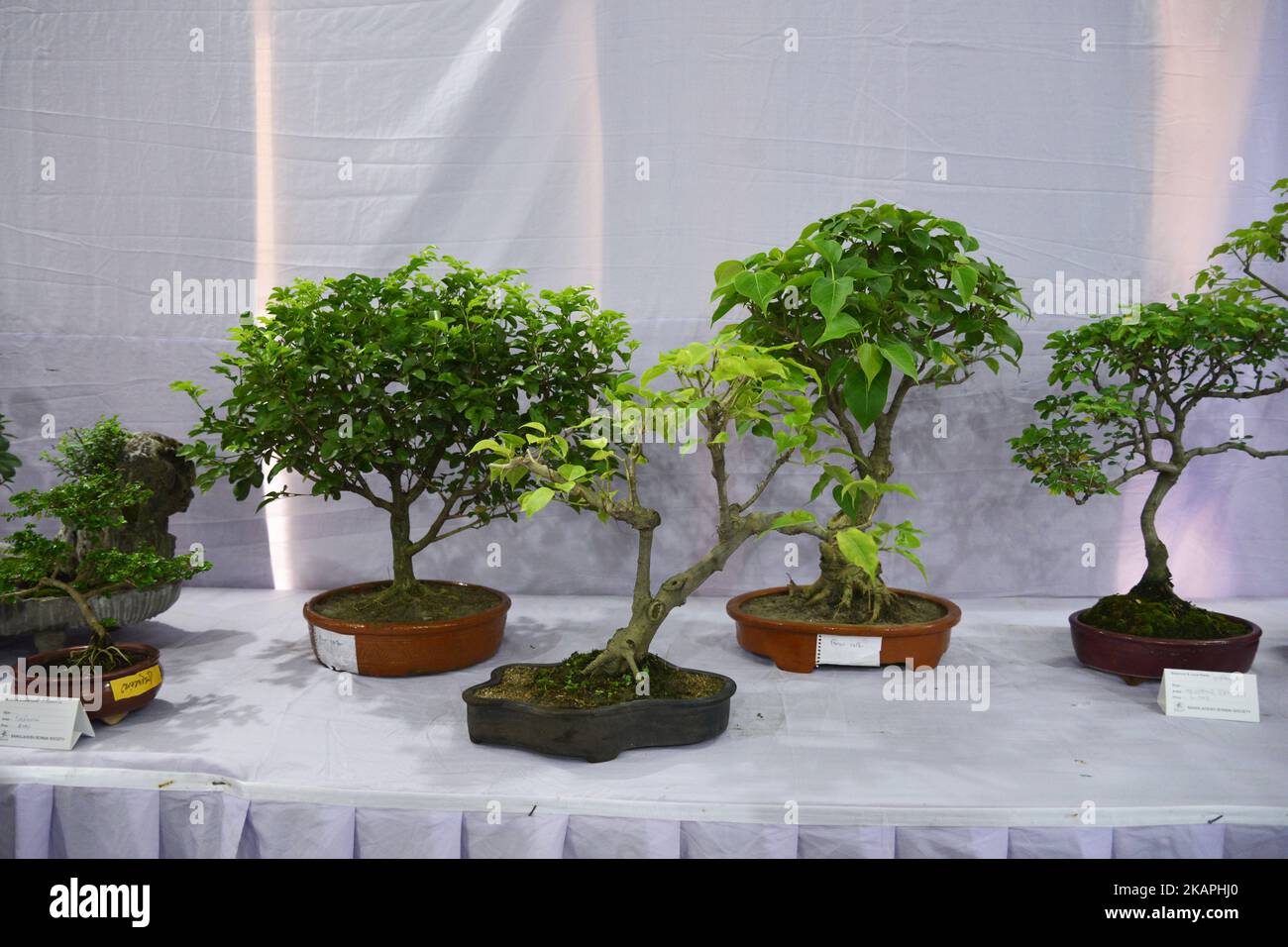 Bonsai dhaka hi-res stock photography and images - Alamy