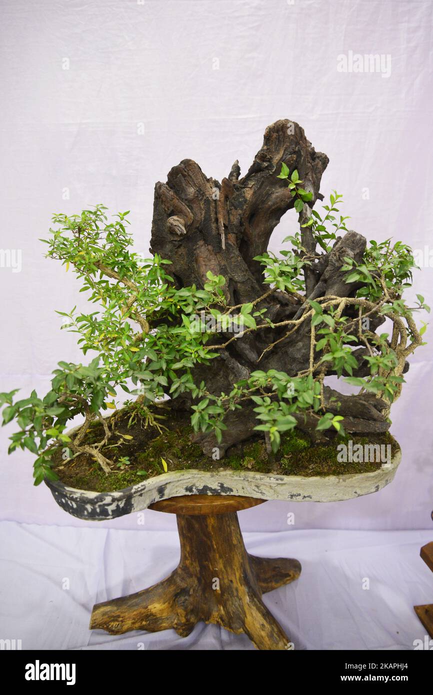Bonsai dhaka hi-res stock photography and images - Alamy