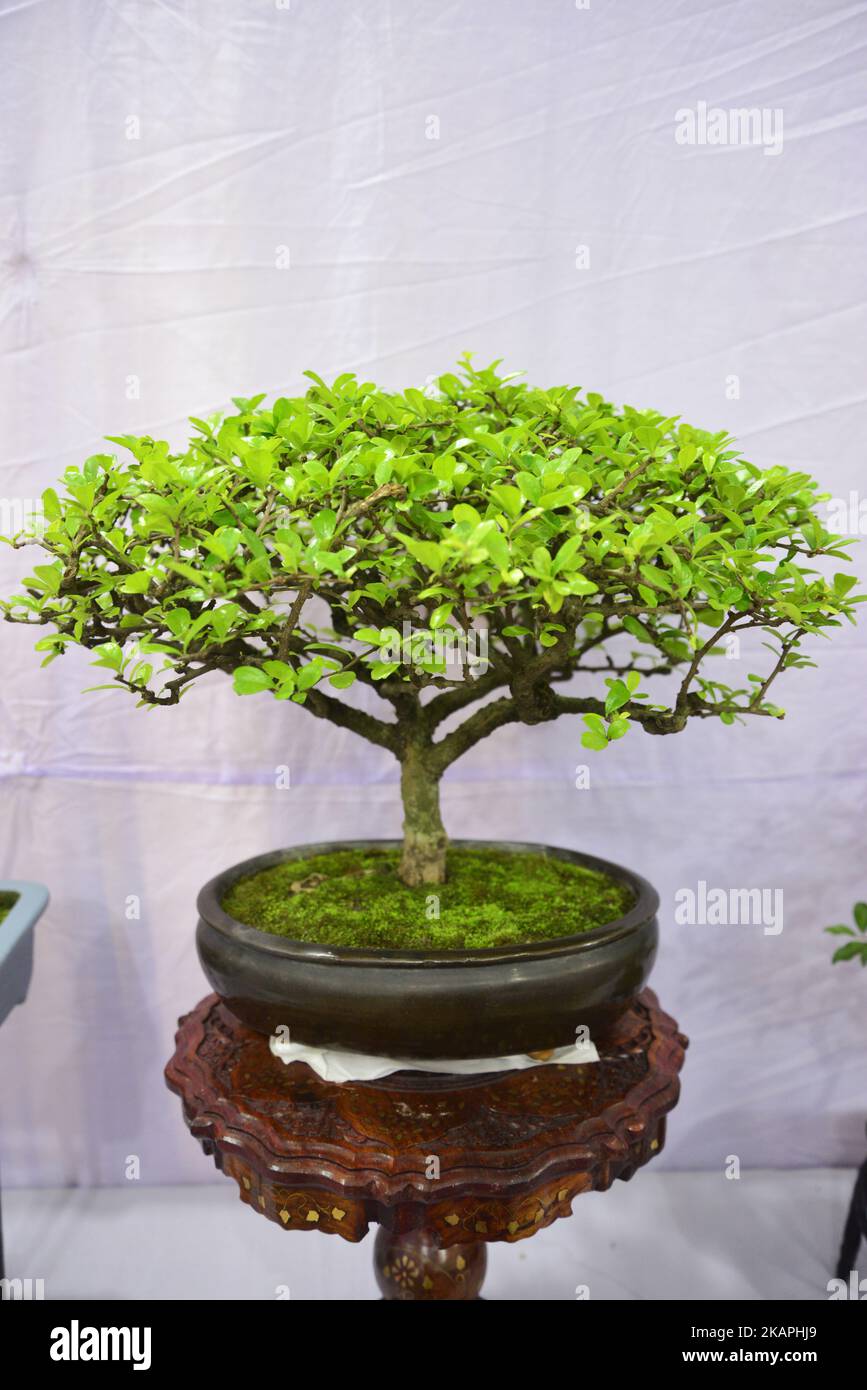 Miniature tree (Bansai tree) displayed in the exhibition in Dhaka, Bangladesh, on August 10, 2017. (Photo by Mamunur Rashid/NurPhoto) *** Please Use Credit from Credit Field *** Stock Photo