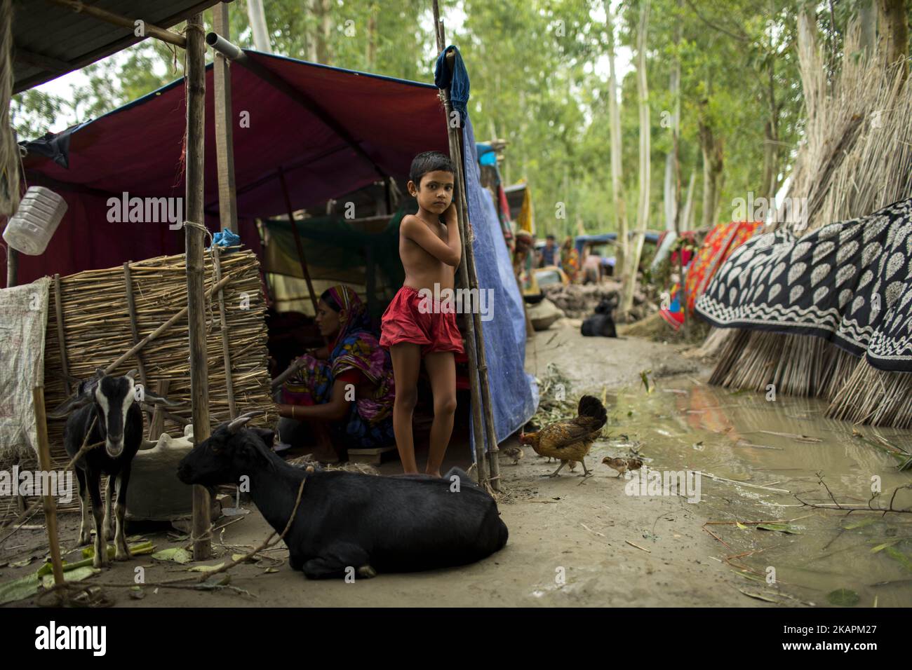 A boy in Sariakandhi area at Bogra, Bangladesh on August 16, 2017. Peoples’ suffering continues as many of them left their homes along with their cattle, goats, hens and other pets and took shelter in safe areas and many of these people have still not been able to return as water has not fully receded from their homes. Flood-related incidents in Dinajpur, Gaibandha and Lalmonirhat raising the death toll to 30 in the last three days across the country. (Photo by KM Asad/NurPhoto) Stock Photo