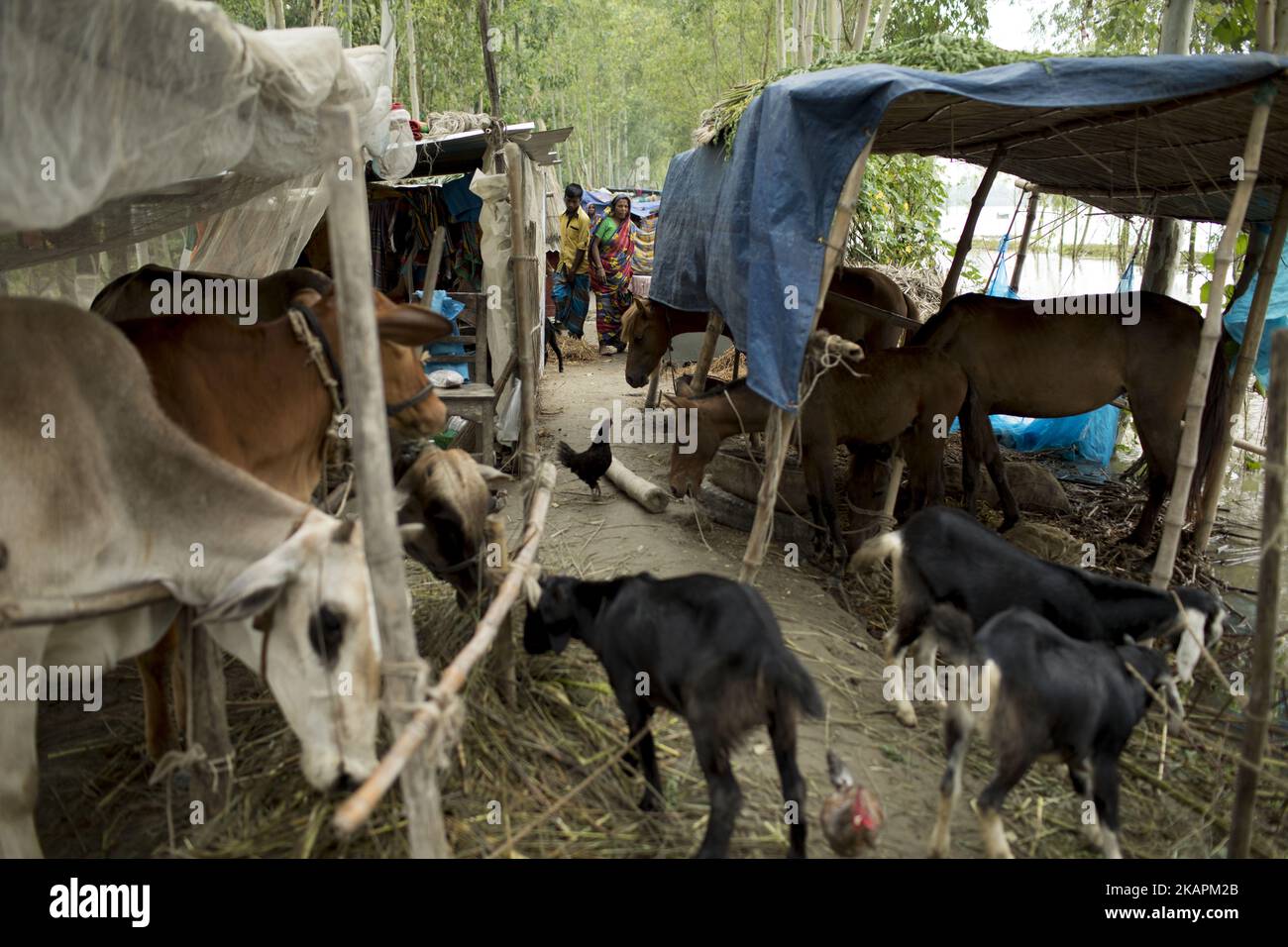 Animals in Sariakandhi area at Bogra, Bangladesh on August 16, 2017. Peoples’ suffering continues as many of them left their homes along with their cattle, goats, hens and other pets and took shelter in safe areas and many of these people have still not been able to return as water has not fully receded from their homes. Flood-related incidents in Dinajpur, Gaibandha and Lalmonirhat raising the death toll to 30 in the last three days across the country. (Photo by KM Asad/NurPhoto) Stock Photo
