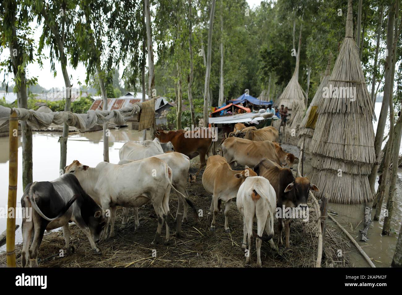Buffaoles in Sariakandhi area at Bogra, Bangladesh on August 16, 2017. Peoples’ suffering continues as many of them left their homes along with their cattle, goats, hens and other pets and took shelter in safe areas and many of these people have still not been able to return as water has not fully receded from their homes. Flood-related incidents in Dinajpur, Gaibandha and Lalmonirhat raising the death toll to 30 in the last three days across the country. (Photo by KM Asad/NurPhoto) Stock Photo