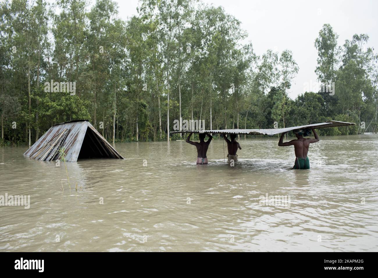 People move to other place for continuous flooding in Sariakandhi area at Bogra, Bangladesh on August 16, 2017. Peoples’ suffering continues as many of them left their homes along with their cattle, goats, hens and other pets and took shelter in safe areas and many of these people have still not been able to return as water has not fully receded from their homes. Flood-related incidents in Dinajpur, Gaibandha and Lalmonirhat raising the death toll to 30 in the last three days across the country. (Photo by KM Asad/NurPhoto) Stock Photo