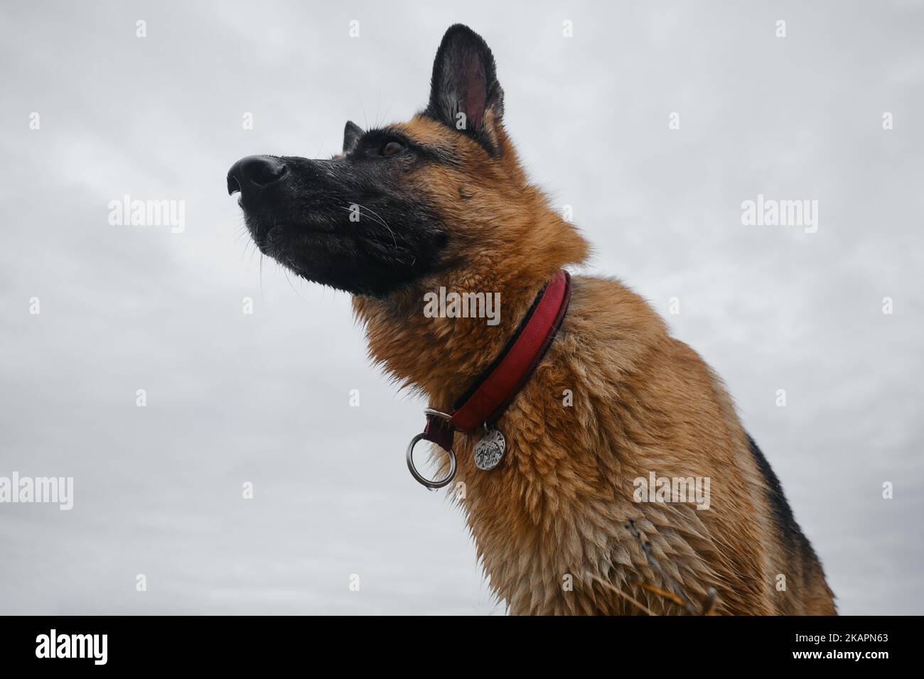 Portrait ofGerman Shepherd on wide angle, bottom view against gray cloudy sky. Dog standing outside and looking into distance. Serious focused attenti Stock Photo
