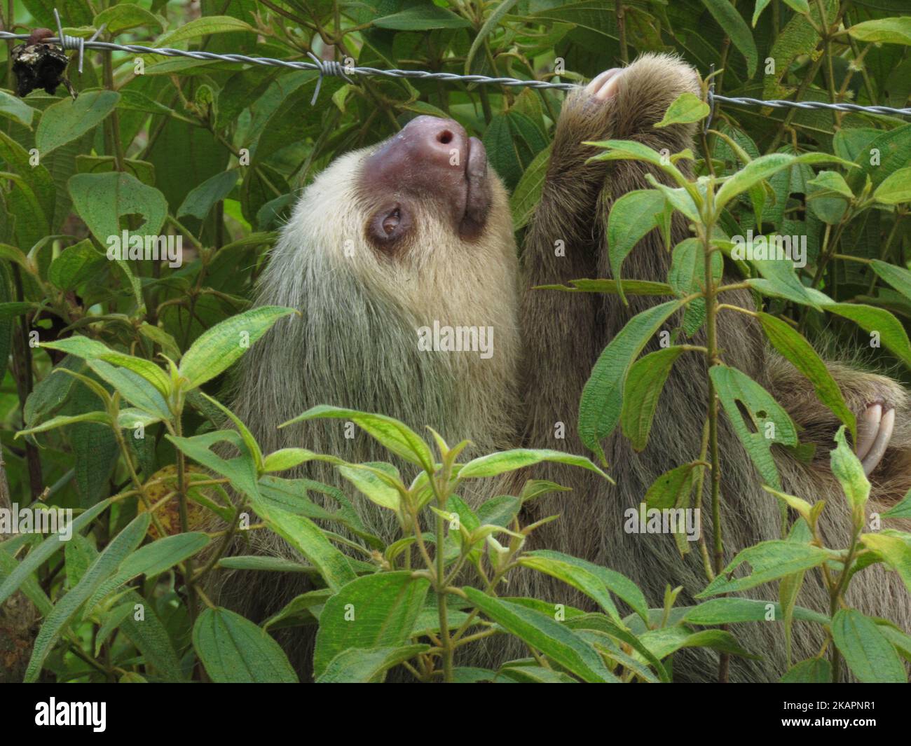 A closeup of Linnaeus's two-toed sloth, Choloepus didactylus in green foliage. Stock Photo