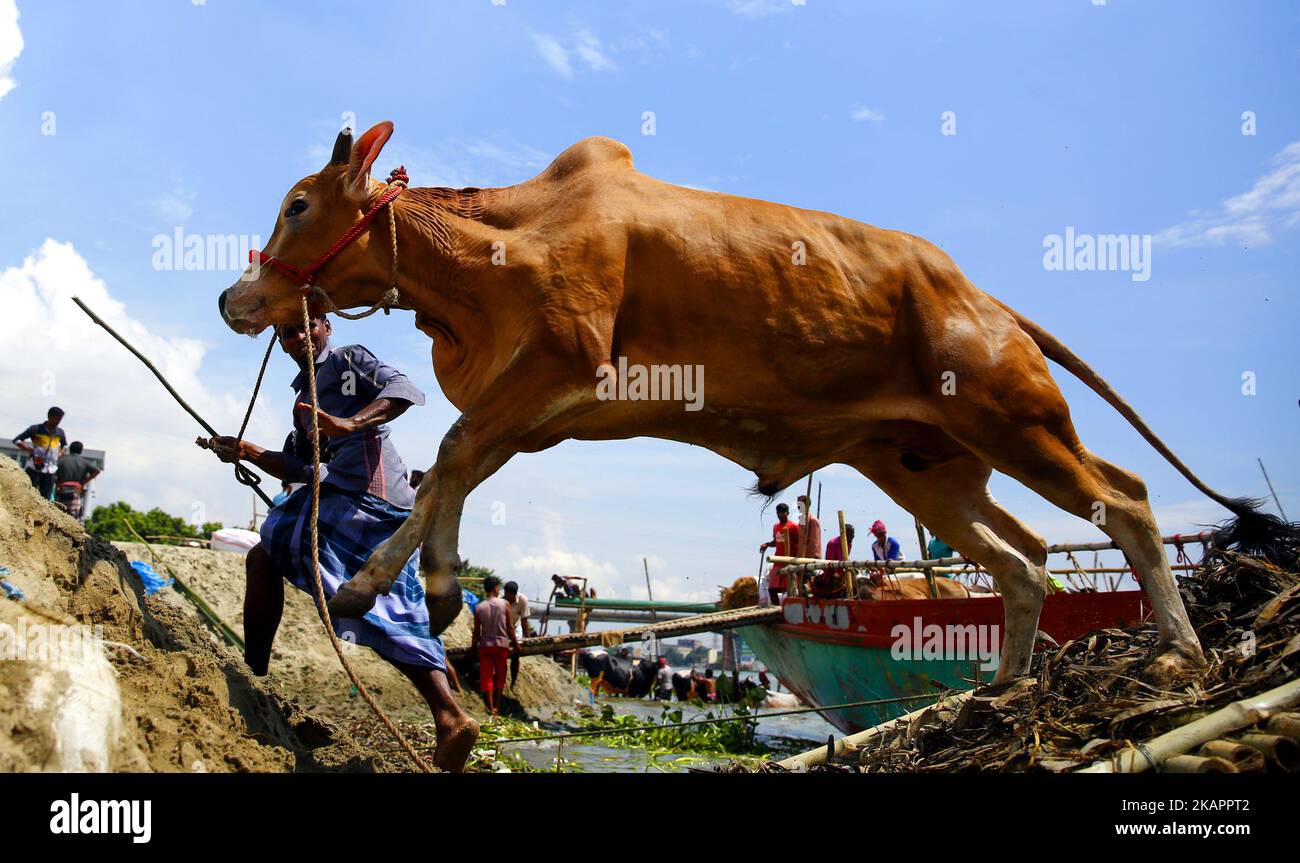 Bangladeshi animals hi-res stock photography and images - Alamy
