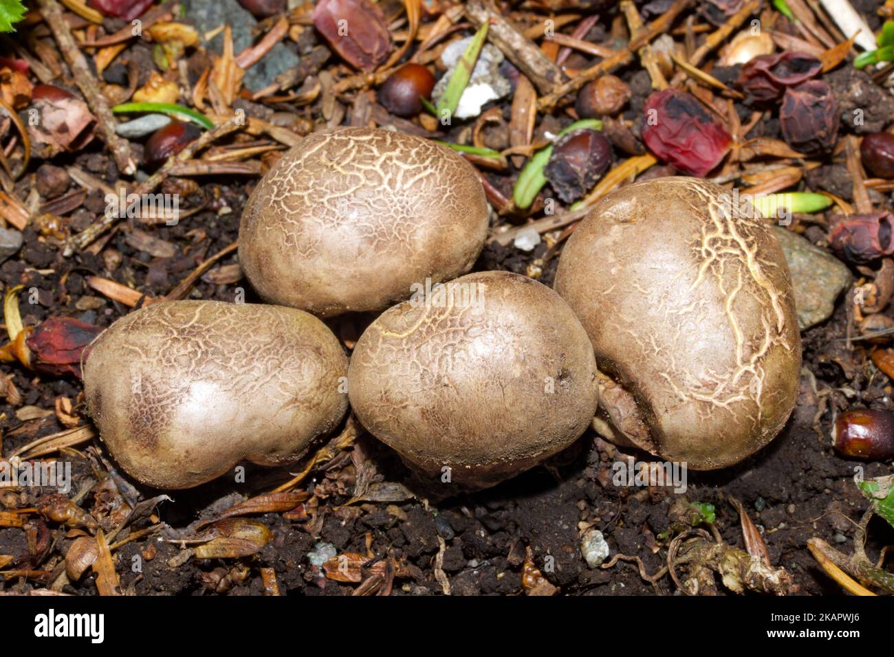 Rhizopogon cf luteolus (yellow false truffle) occurs in pine woodland on sandy soil throughout much of Europe. Stock Photo